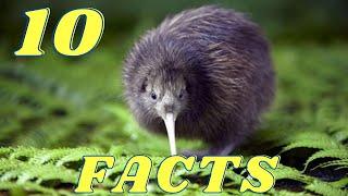 10 fun facts about kiwi birds