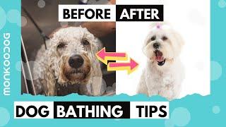 Before and After Bathing Tips for your dog. || Monkoodog