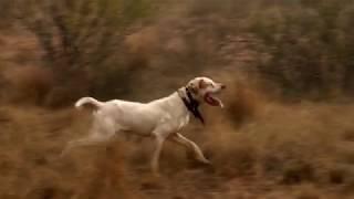 GunDog TV Show Sizzle