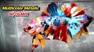 Thanh Hải Betta ra mắt dòng cá mới  Multicolor Metalic nguồn gene siêu VIP tỷ lệ lột cực cao !