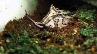 Horned frog eats mouse