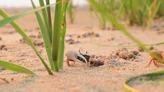 Fiddler Crab: a day in the life