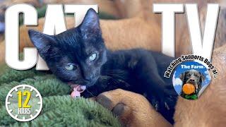 Cat TV: Video for Cats to Watch  Deeply Relaxing Music for Deep Sleep & Stress Relief