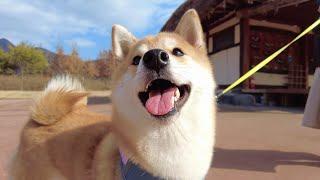 Shiba Inu Dog's Trip To South Korea (6 Month Compilation)