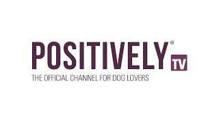 Introducing Positively TV - The Official Channel for Dog Lovers!