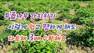 두릅나무 가지치기 쉽고 편하게 해도 다음 해 3배 이상 수확할 수 있어요.To make it easy to prune and harvest a lot of elm trees.