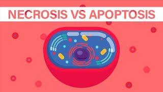 What is Necrosis vs What is Apoptosis?