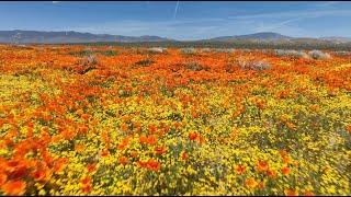 Desert Superblooms | California Academy of Sciences