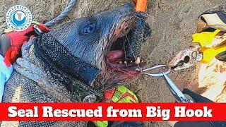 Seal Rescued from Big Hook