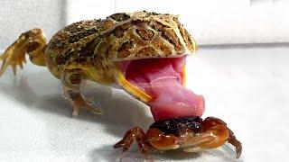 Crab gets angry / Pacman frog , African bullfrog【LIVE FEEDING】