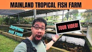 Mainland Tropical FISH FARM TOUR! Jumping koi fish!