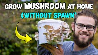 How to grow MUSHROOM at home without Spawns