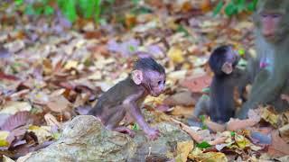 Real life baby monkey living in the wild | The Monkey Collective