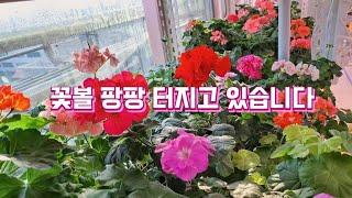 베란다 정원 l 꽃볼 팡팡 터지고 있습니다 