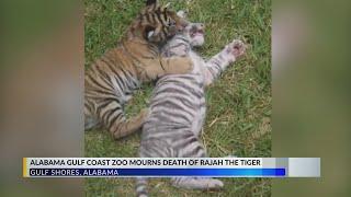 Alabama Gulf Coast Zoo mourns death of Rajah, beloved Bengal tiger