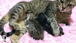 Older cat and kitten accepted at one week old became like a real mother and son...