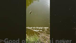 Blugigi on the worm #fishing #viral #outdoors #funny #creek #technology #oldschool #panfishing #cool