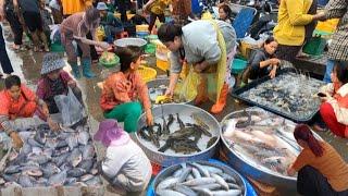 Best Fresh Seafood And Fish Market in Cambodia , Pomfret, Octopus, Giant Prawns, Carp Fish & Others