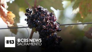 How will recent grape vine recommendation impact Lodi vineyards?