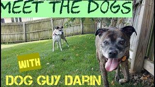 Meet the BOXER mixes. MEET THE DOGS with Dog Guy Darin Sept 25 2020 Dog Info Videos  #dogguydarin