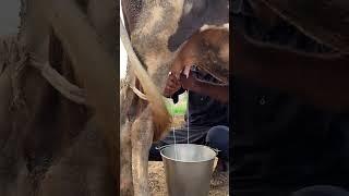 Linear Conformational Traits Part 18 | Udder Depth | Bull cow buffalo Animal selection | @drvijay