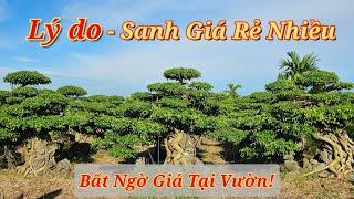 Tại sao lại có Giá Sanh Rẻ - Số lượng cả Ngàn cây, Báo Giá Cây Thực Tế