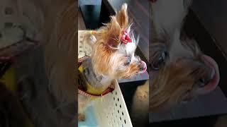 ご飯を待つらん/Yorkie waiting for food