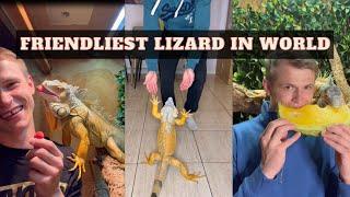 You Won't Believe How Friendly This Lizard is! Meet Cuddling reptile Lizardthebuddy