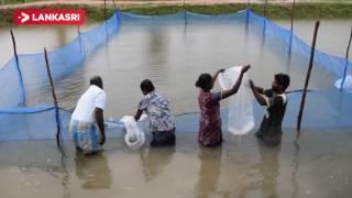 Freshwater Fish Farming In The Village Of Mannar