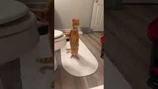 #shortvideo #funny #funnypetschannel #cat #funnypets #funnycats #pets