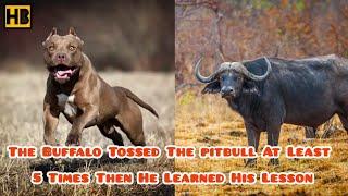 Pitbull Messed with the Wrong Buffalo and Got What He Deserved #AnimalFight ||| Pitbull vs Buffalo