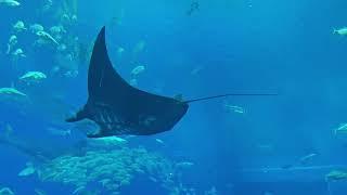 沖繩美麗海水族館-手機錄影合輯20250203 沖縄美ら海水族館／おきなわちゅらうみすいぞくかん Okinawa churaumi suizokukan