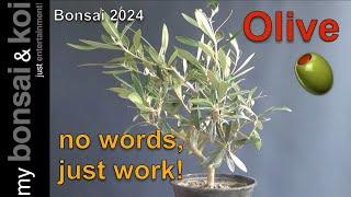 Bonsai 2024-55 - no words, just work - Olive - frisch aus dem Gartencenter