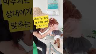 신기한 멍멍이.박수치는 강아지.박수는 호흡. 박수무당이 그래서 잘 맞춘다?  #그림스토리텔러 #강아지 #강아지브이로그 #강아지일상 #반려견#푸들