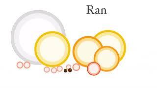 Orbs — Celestial Bodies Size Comparison 2: Stellar Neighbourhood