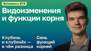 7.27. Видоизменения корней и функции корня | Ботаника к ЕГЭ | Георгий Мишуровский