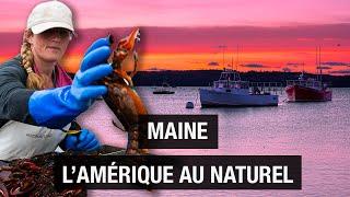 Maine: America au naturel - The essentials - Lobster - Nature - Travel documentary