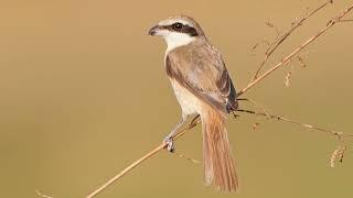 Suara Burung Bentet Coklat (Brown Shrike)