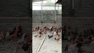 ternak ayam kampung petelur fertil