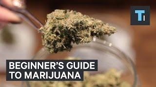 Beginner's guide to marijuana