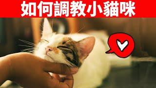 如何教育你的貓？用對這6種方法，貓會親人又聽話！【養貓必看EP13】