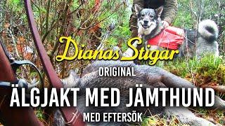 Älgjakt med jämthund plus lite eftersök (Dianas Stigar Original)