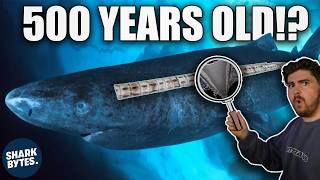 How Can You Tell How OLD a Shark is?