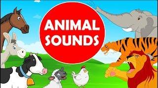 Animals Sound | English Rhymes | E-Learning Studio