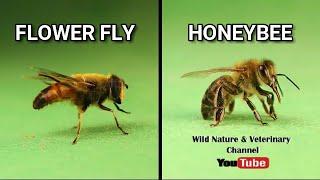 Bee VS. Fly insect | Hoverflies Vs Honey Bees - Honeybee Vs Hoverfly - Wildlife insects - Flower Fly