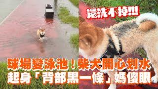 球場變泳池！柴犬開心划水　起身「背部黑一條」媽傻眼