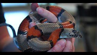 #snake || Medical Benefits of Snake Venom || its uses