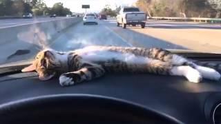 Cat Rests on Car Dashboard During Drive