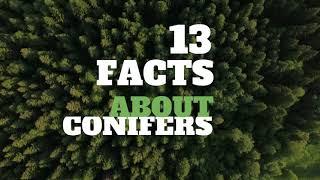 13 Amazing Facts About Conifers - HD Video