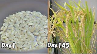 How to grow rice from store-bought brown rice